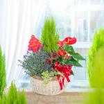 Chậu Hoa Thiết Kế Giáng Sinh Ngọt Ngào 175