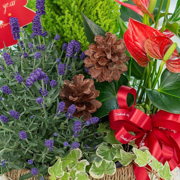 Chậu Hoa Thiết Kế Giáng Sinh Ngọt Ngào 175