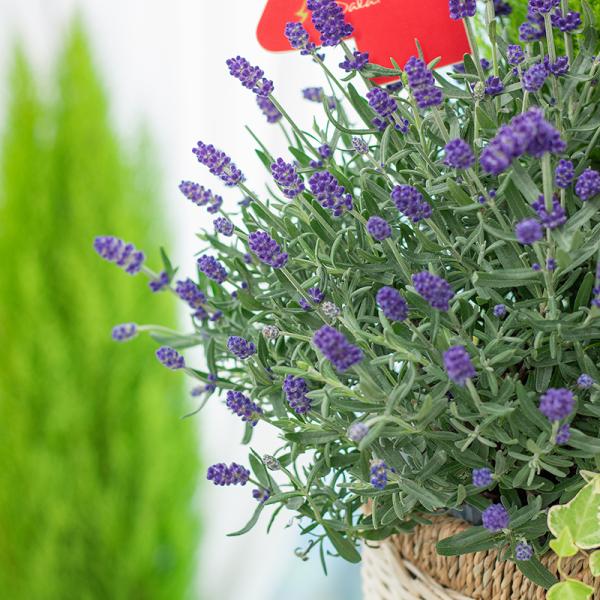 Chậu Hoa Thiết Kế Giáng Sinh Ngọt Ngào 175