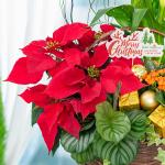 Chậu Hoa Thiết Kế Giáng Sinh Ngọt Ngào 171