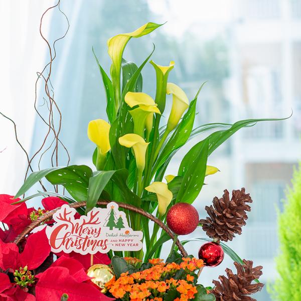 Chậu Hoa Thiết Kế Giáng Sinh Ngọt Ngào 171