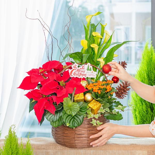 Chậu Hoa Thiết Kế Giáng Sinh Ngọt Ngào 171