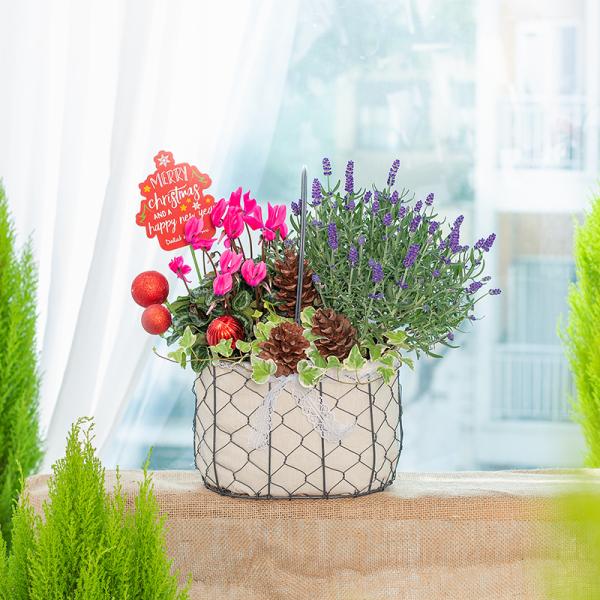 Chậu Hoa Thiết Kế Giáng Sinh Ngọt Ngào 176