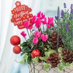 Chậu Hoa Thiết Kế Giáng Sinh Ngọt Ngào 176