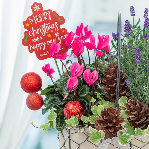 Chậu Hoa Thiết Kế Giáng Sinh Ngọt Ngào 176