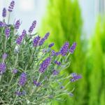 Chậu Hoa Thiết Kế Giáng Sinh Ngọt Ngào 176