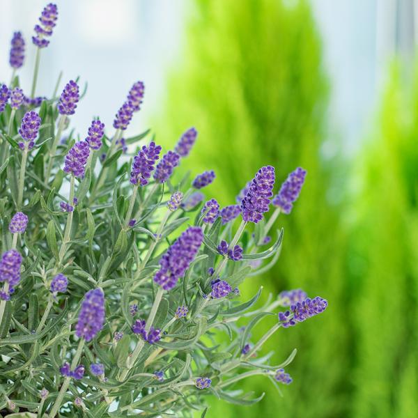 Chậu Hoa Thiết Kế Giáng Sinh Ngọt Ngào 176