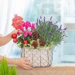 Chậu Hoa Thiết Kế Giáng Sinh Ngọt Ngào 176