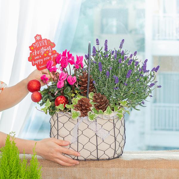 Chậu Hoa Thiết Kế Giáng Sinh Ngọt Ngào 176