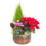 Chậu Hoa Thiết Kế Giáng Sinh Ngọt Ngào 174