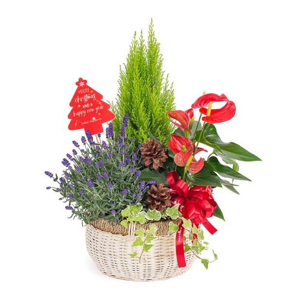 Chậu Hoa Thiết Kế Giáng Sinh Ngọt Ngào 175