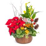 Chậu Hoa Thiết Kế Giáng Sinh Ngọt Ngào 171