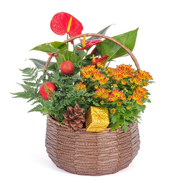 Chậu Hoa Thiết Kế Giáng Sinh Ngọt Ngào 172