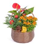 Chậu Hoa Thiết Kế Giáng Sinh Ngọt Ngào 172