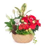 Chậu Hoa Thiết Kế Giáng Sinh Ngọt Ngào 173