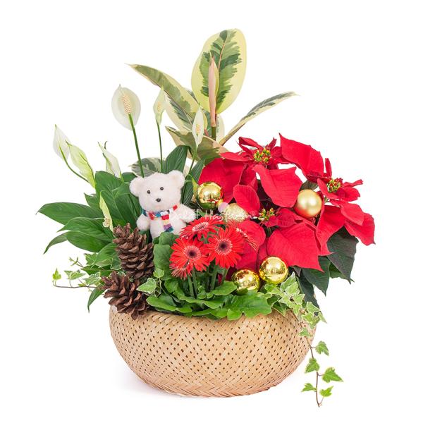 Chậu Hoa Thiết Kế Giáng Sinh Ngọt Ngào 173