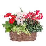 Chậu Hoa Thiết Kế Giáng Sinh Ngọt Ngào 169