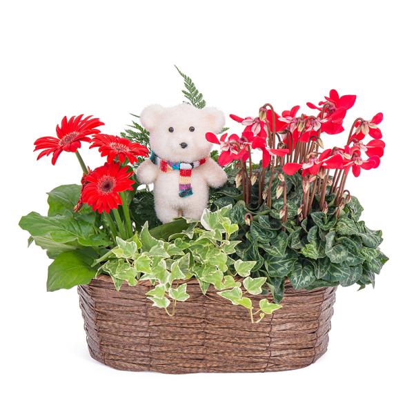 Chậu Hoa Thiết Kế Giáng Sinh Ngọt Ngào 169