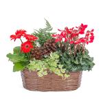 Chậu Hoa Thiết Kế Giáng Sinh Ngọt Ngào 169