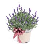 Chậu Hoa Lavender Hạnh Phúc 179