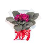 Chậu Hoa Thiết Kế Điều Ngọt Ngào 103