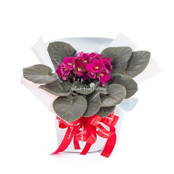 Chậu Hoa Thiết Kế Điều Ngọt Ngào 103