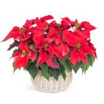 Chậu Hoa Thiết Kế Hân Hoan 178