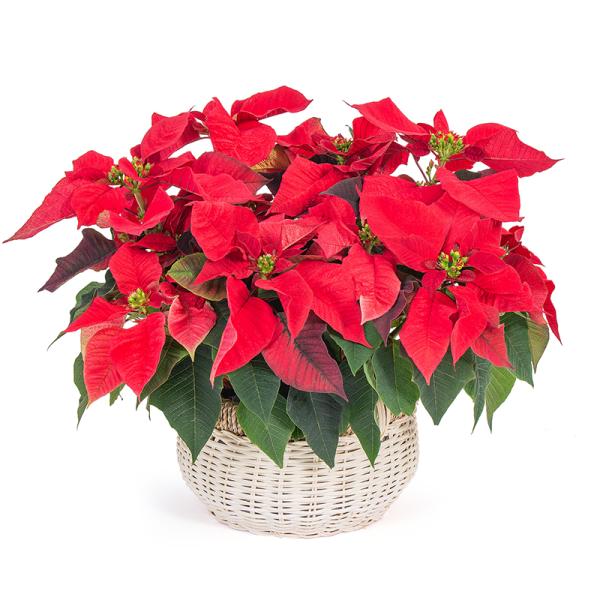 Chậu Hoa Thiết Kế Hân Hoan 178