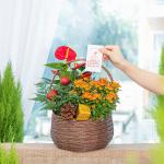 Chậu Hoa Thiết Kế Giáng Sinh Ngọt Ngào 172