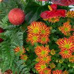 Chậu Hoa Thiết Kế Giáng Sinh Ngọt Ngào 172