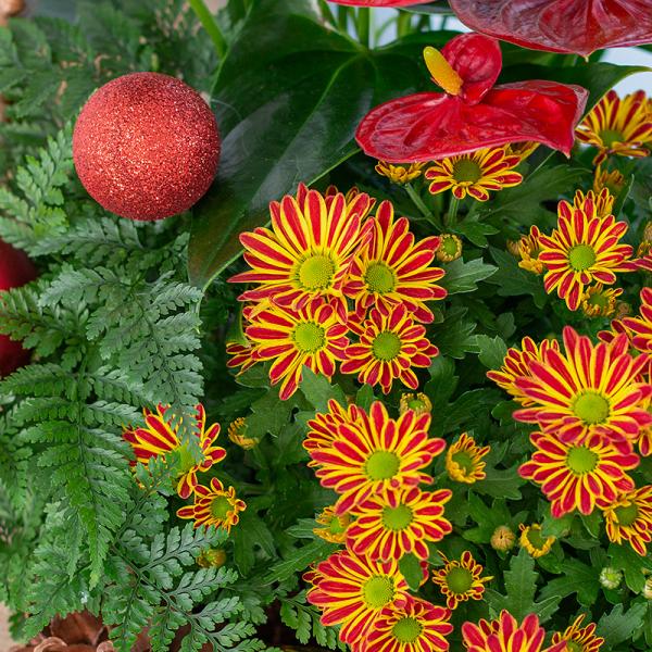 Chậu Hoa Thiết Kế Giáng Sinh Ngọt Ngào 172