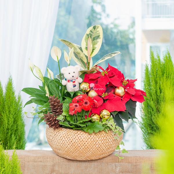 Chậu Hoa Thiết Kế Giáng Sinh Ngọt Ngào 173