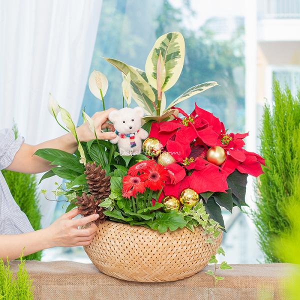 Chậu Hoa Thiết Kế Giáng Sinh Ngọt Ngào 173