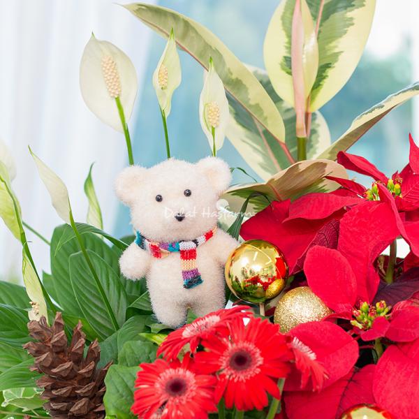 Chậu Hoa Thiết Kế Giáng Sinh Ngọt Ngào 173