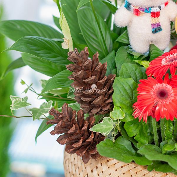 Chậu Hoa Thiết Kế Giáng Sinh Ngọt Ngào 173