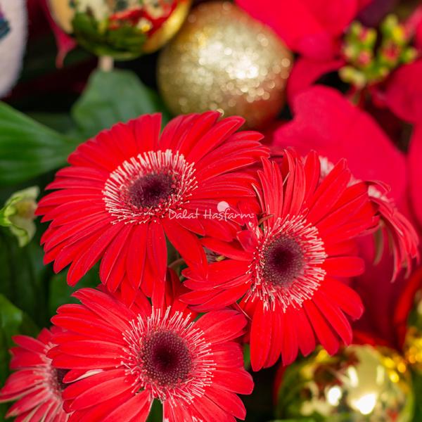 Chậu Hoa Thiết Kế Giáng Sinh Ngọt Ngào 173