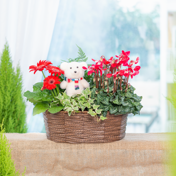 Chậu Hoa Thiết Kế Giáng Sinh Ngọt Ngào 169