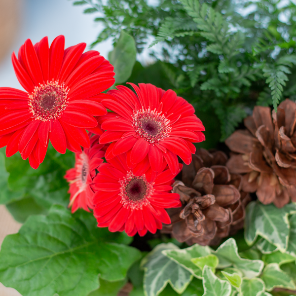 Chậu Hoa Thiết Kế Giáng Sinh Ngọt Ngào 169