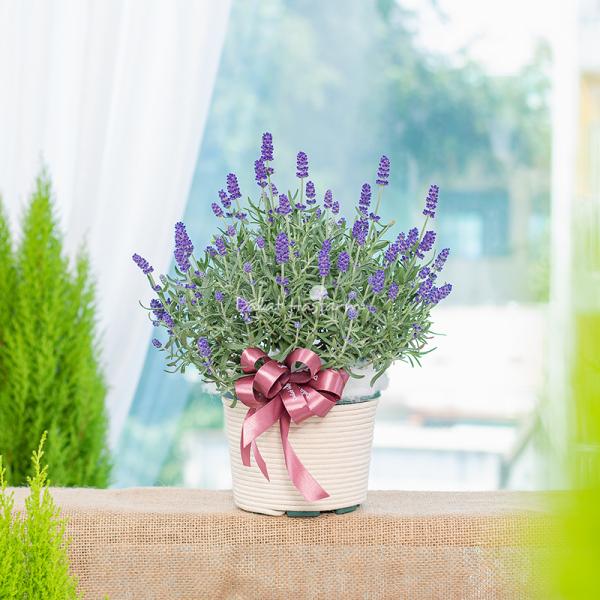 Chậu Hoa Lavender Hạnh Phúc 179