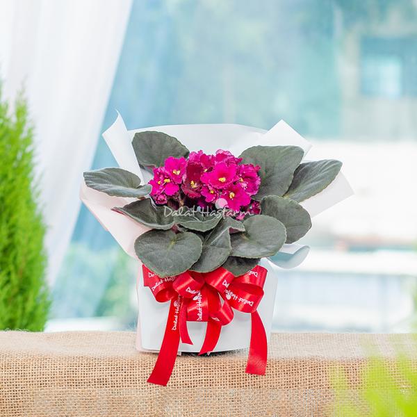 Chậu Hoa Thiết Kế Điều Ngọt Ngào 103