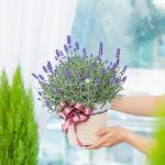 Chậu Hoa Lavender Hạnh Phúc 179