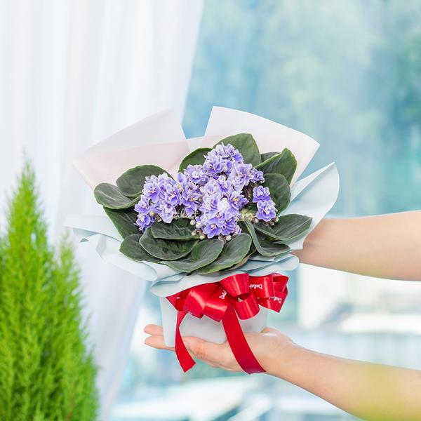 Chậu Hoa Thiết Kế Điều Ngọt Ngào 103