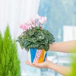 Chậu Sứ Hoa Anh Thảo 030