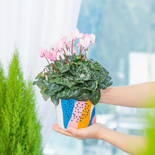 Chậu Sứ Hoa Anh Thảo 030