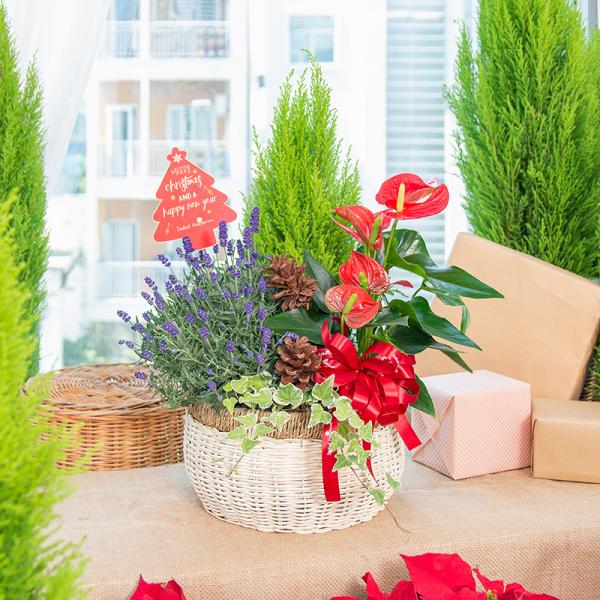 Chậu Hoa Thiết Kế Giáng Sinh Ngọt Ngào 175