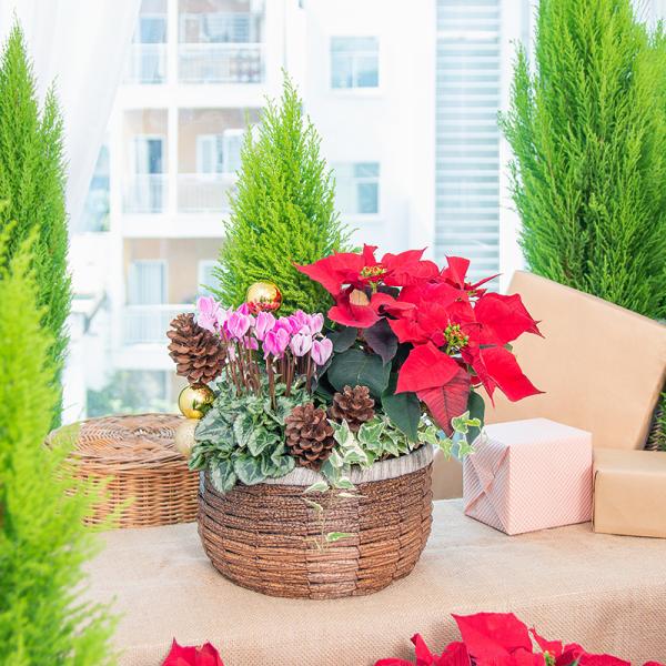 Chậu Hoa Thiết Kế Giáng Sinh Ngọt Ngào 174