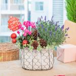 Chậu Hoa Thiết Kế Giáng Sinh Ngọt Ngào 176