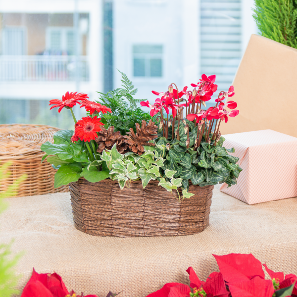 Chậu Hoa Thiết Kế Giáng Sinh Ngọt Ngào 169