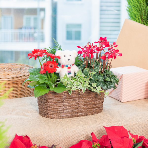 Chậu Hoa Thiết Kế Giáng Sinh Ngọt Ngào 169