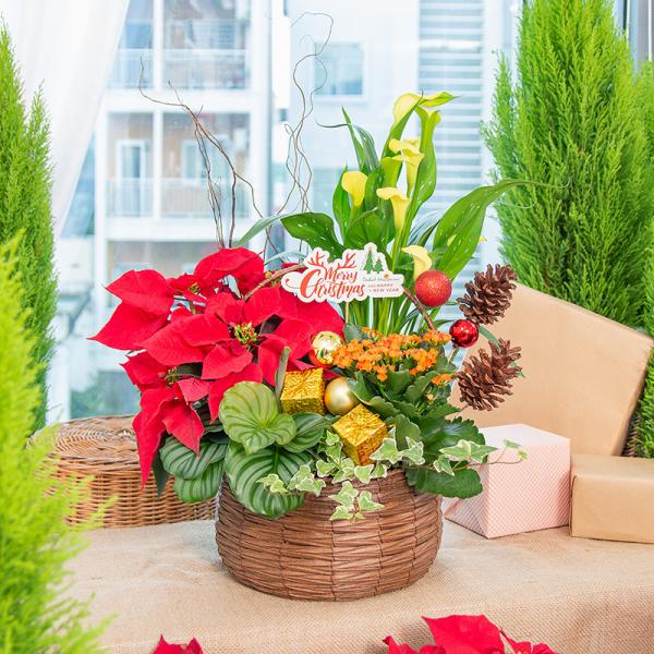 Chậu Hoa Thiết Kế Giáng Sinh Ngọt Ngào 171